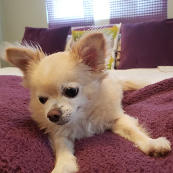 Meet your Posher, Debbie - Picture 2 of 4